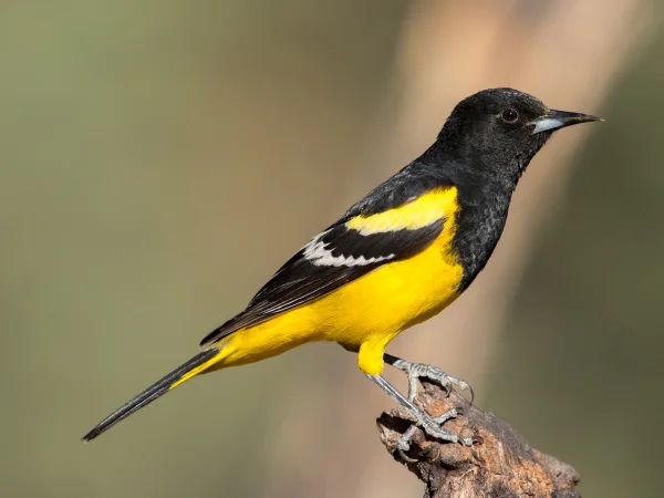 Scott's Oriole by Mick Thompson
