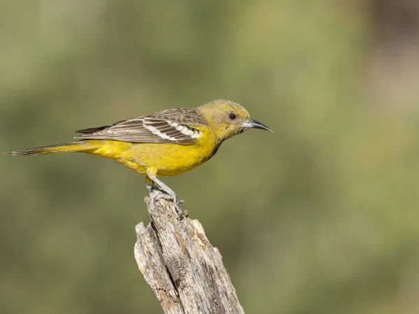 Scott's Oriole by Mick Thompson