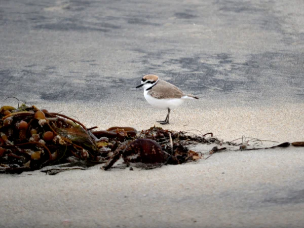 Western Snowy Plover by Lisa Cox