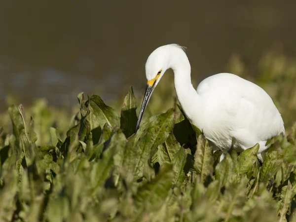 Snowy Egret by Mick Thompson