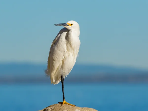 Snowy Egret by Mick Thompson