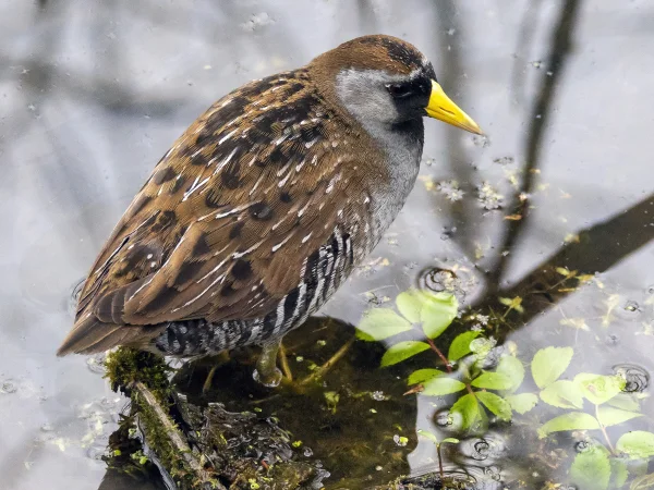 Sora by Doug Greenberg