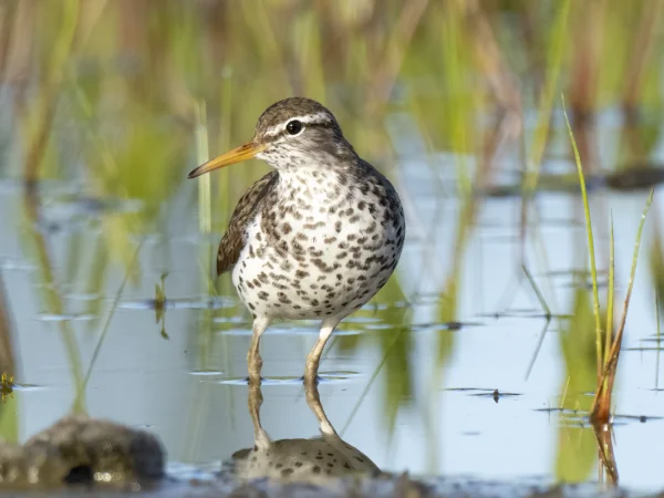 Spotted Sandpiper by Mick Thompson