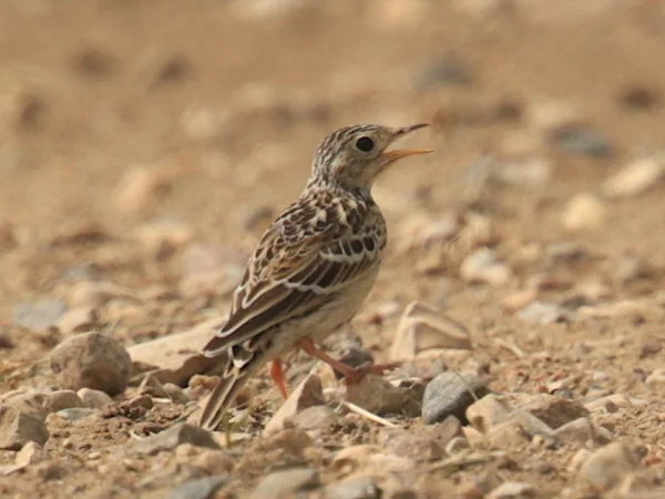 Sprague's Pipit by Aaron Maizlish