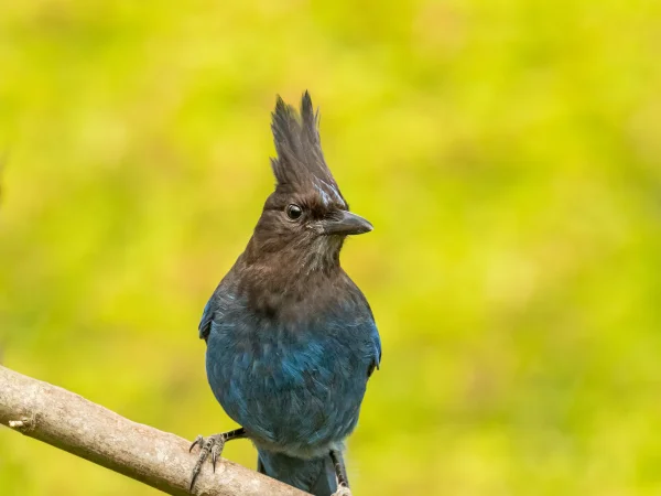 Steller's Jay by Mick Thompson