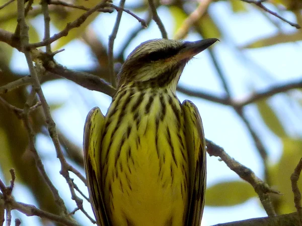 Sulphur-bellied Flycatcher by Gila Hampshire