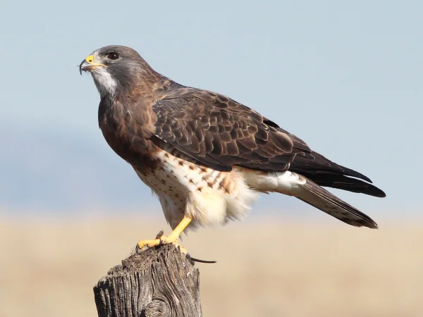 Swainson's Hawk by Alan Schmierer