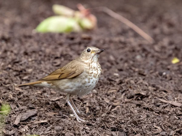 Swainson's Thrush by Mick Thompson