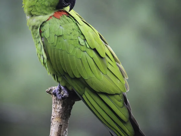 Thick-billed Parrot by Latifl (Flickr)