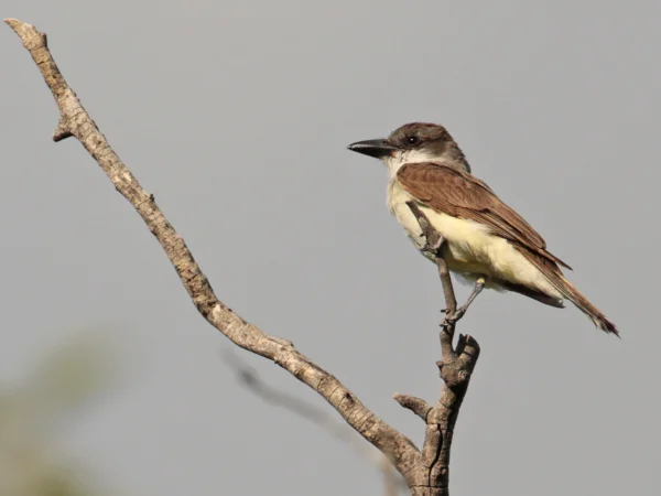 Thick-billed Kingbird by Aaron Maizlish