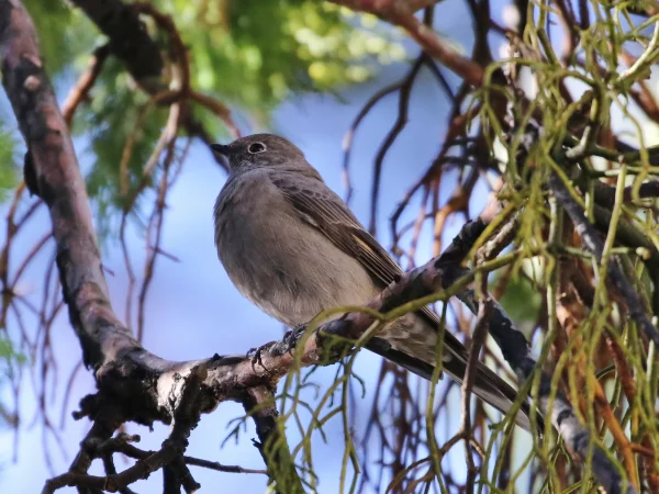 Townsend's Solitaire by Tom Benson