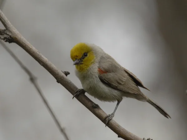 Verdin by George Andrejko