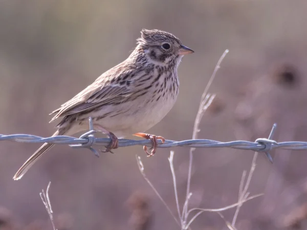 Vesper Sparrow by Wendy Miller