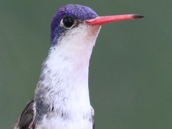 Violet-crowned Hummingbird by Isaac Sanchez