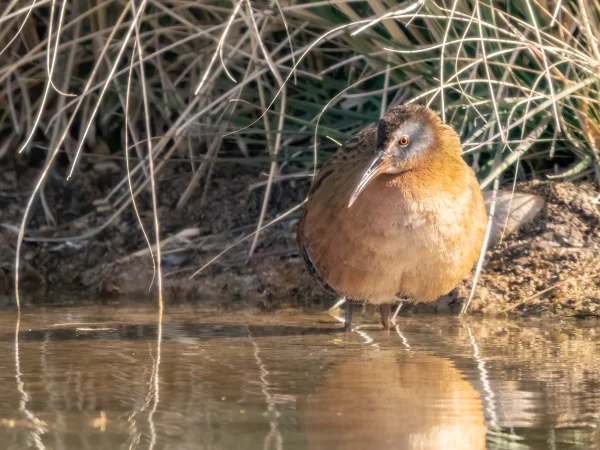 Virginia Rail by Mick Thompson