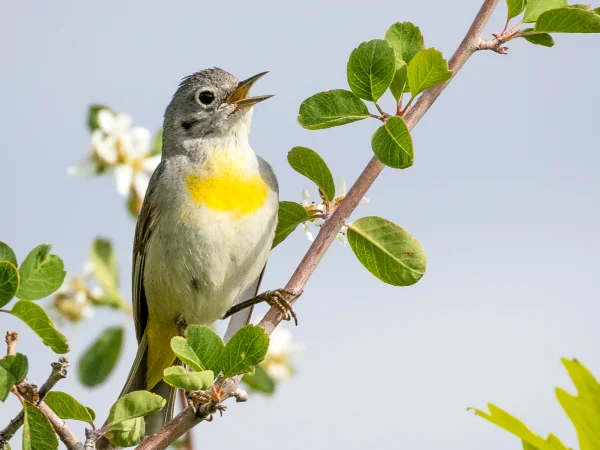 Virginia's Warbler by Tom Wilberding