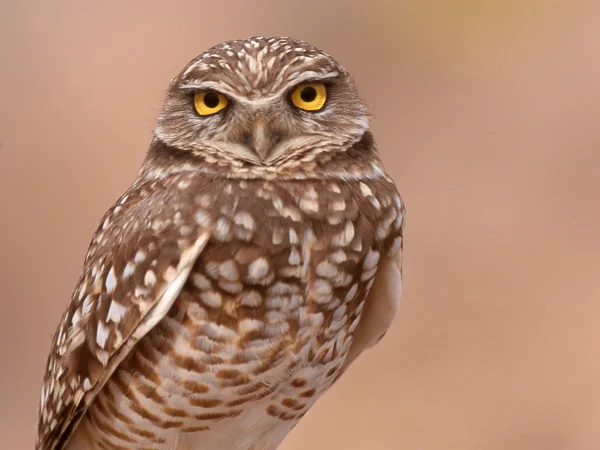 Western Burrowing Owl by George Andrejko