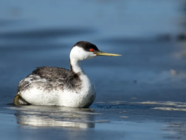 Western Grebe by Mick Thompson