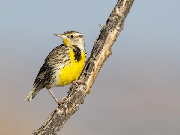 Western Meadowlark by Western Meadowlark
