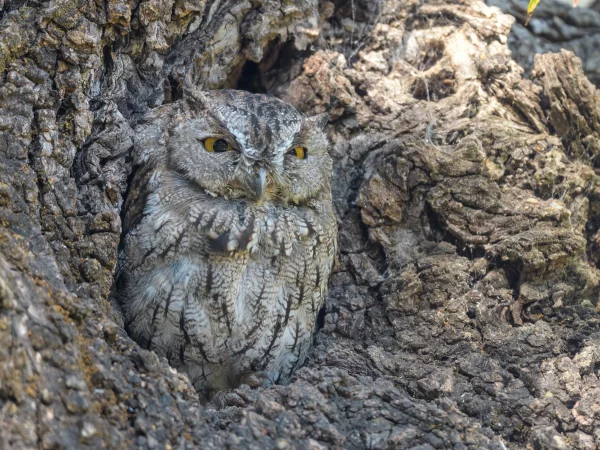 Western Screech-Owl by Becky Mastubara