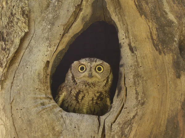 Western Screech-Owl by George Andrejko