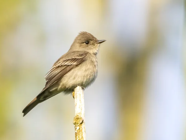 Western Wood-Pewee by Mick Thompson