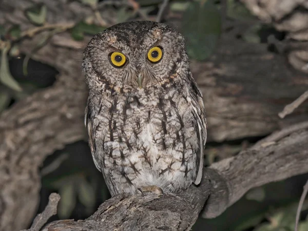 Whiskered Screech-Owl by Doug Greenberg