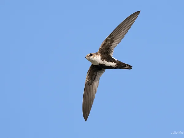 White-throated Swift by Julio Mulero