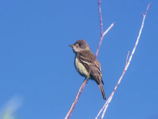Southwestern Willow Flycatcher by George Andrejko