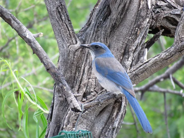 Woodhouse's Scrub-Jay by Brian Henderson