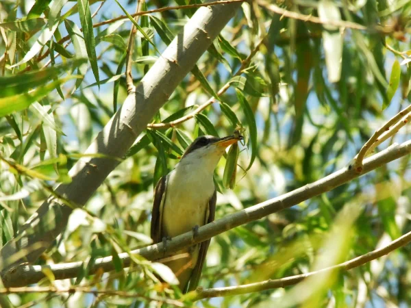 Western Yellow-billed Cuckoo by George Andrejko