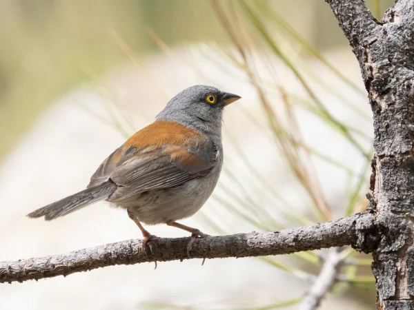 Yellow-eyed Junco by Mick Thompson