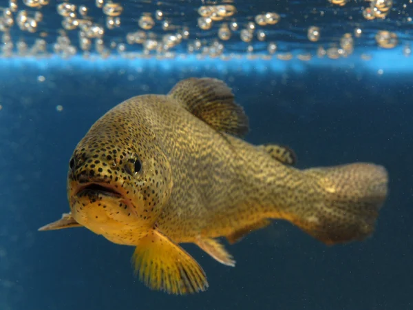 Apache Trout by George Andrejko