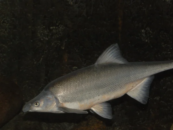 Bonytail Chub by George Andrejko
