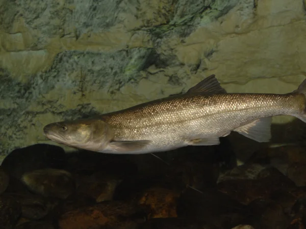 Colorado Pikeminnow by George Andrejko