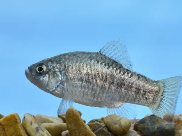 Desert Pupfish by George Andrejko