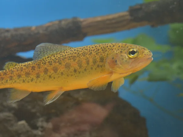 Gila Trout by George Andrejko