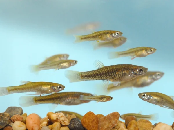 Gila Topminnow by George Andrejko