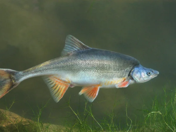 Humpback Chub by George Andrejko