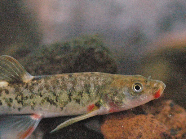 Loach Minnow by George Andrejko