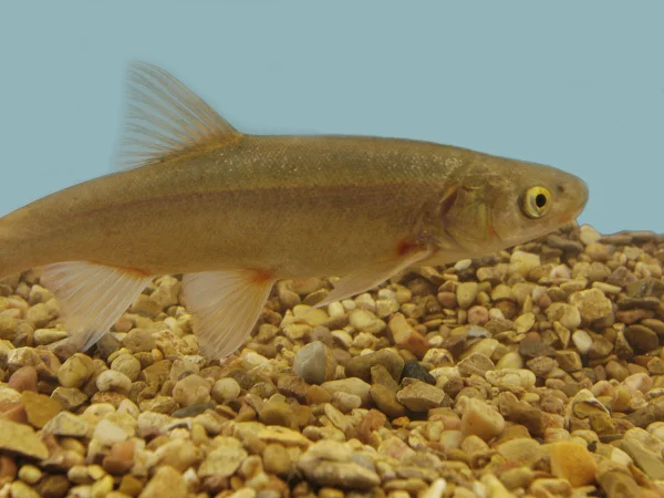 Roundtail Chub by George Andrejko