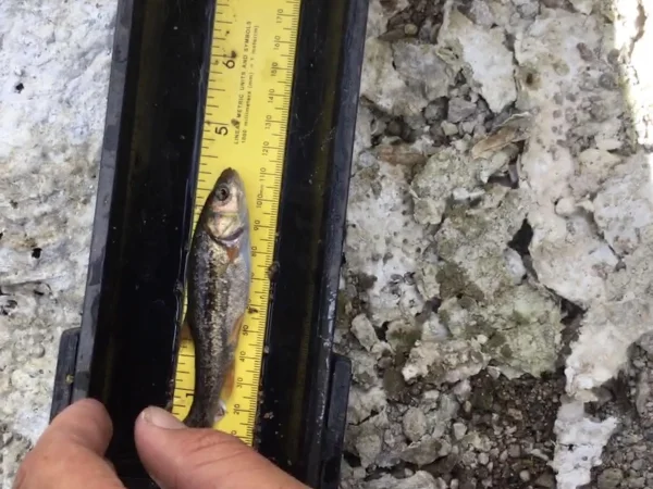 Sonora Chub by Betsy Grube
