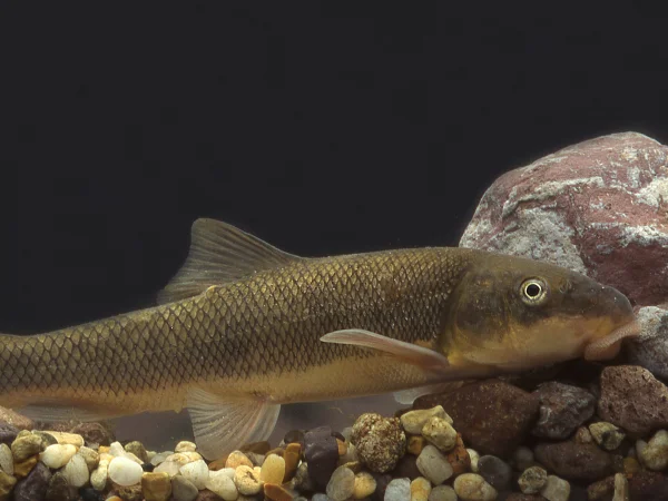 Sonora Sucker by unknown photographer
