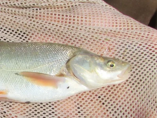 Virgin River Chub by Grover