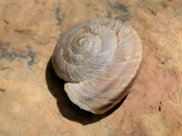 Ancha Mountainsnail by Jeff Sorensen