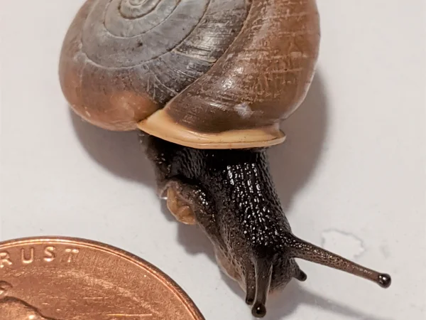 Cave Creek Woodlandsnail by Jeff Sorensen