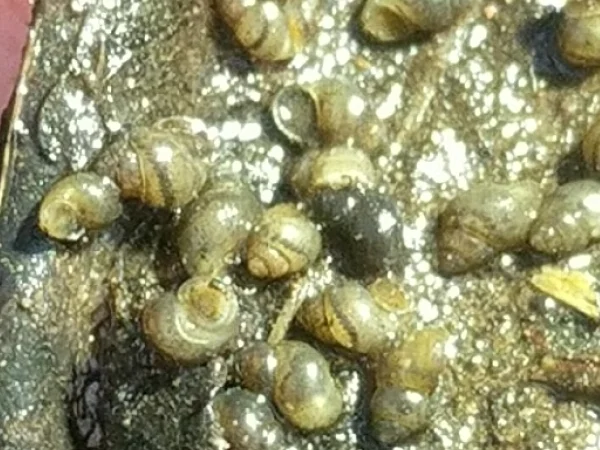 Fossil Springsnail by Jeff Sorensen