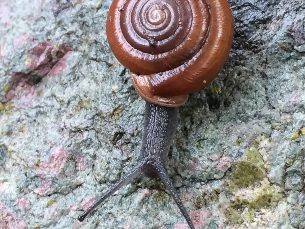 Huachuca Woodlandsnail by Jeff Sorensen