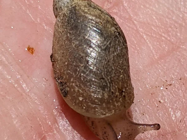 Niobrara Ambersnail by Jeff Sorensen
