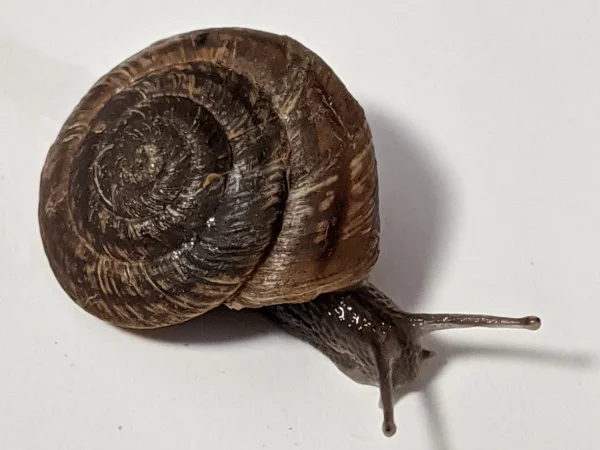 Pinaleño Mountainsnail by Jeff Sorensen